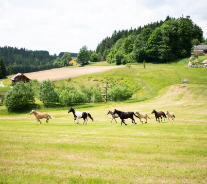 Über 5 Hektar grüne Weide für die Pferde am Kroneggerhof. Offenstallhaltung, getrennte Herden und Koppeln soweit das Auge reicht im Waldviertel an der Grenze zur Mühlviertler Alm.