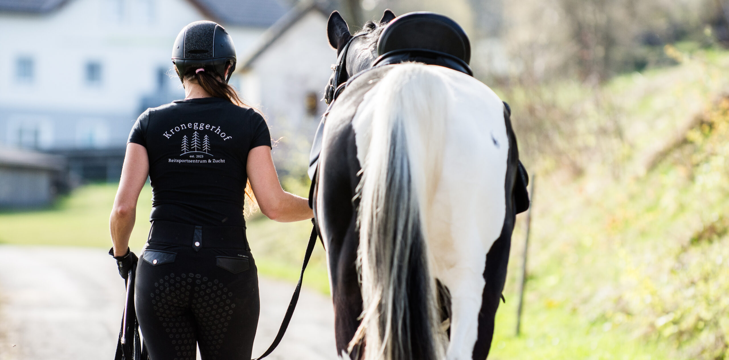 Gekörter Warmblut Deckhengst Chester am Kroneggerhof